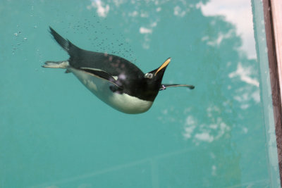 Swimming Penguin