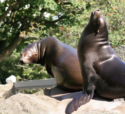 Sea Lion 