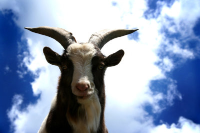 Billy Goats Gruff