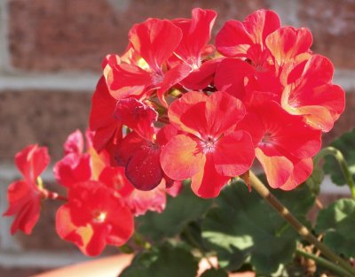 Geraniums~*
