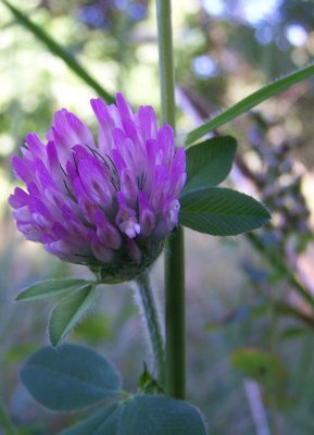 Red Clover