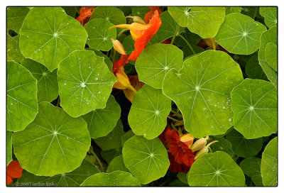 Nasturtiums.jpg