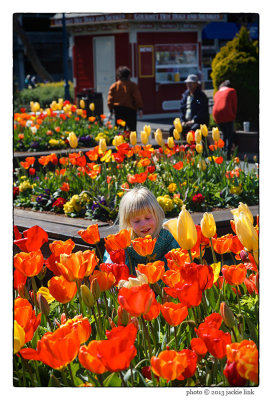 Tulips at Pier 39.jpg