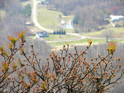 Spring as seen from atop Pilot Mountain