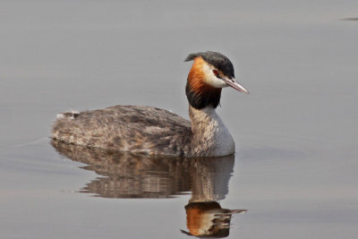 Divers and Grebes