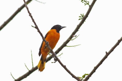 Baltimore Oriole