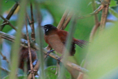 Black-throated Wren