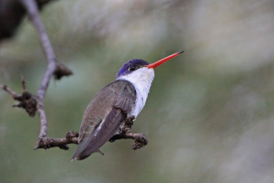 Violet-crowned Hummingbird