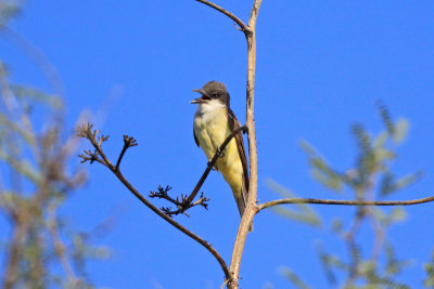 Thick-billed Kingbird