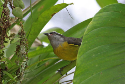 Bananaquit