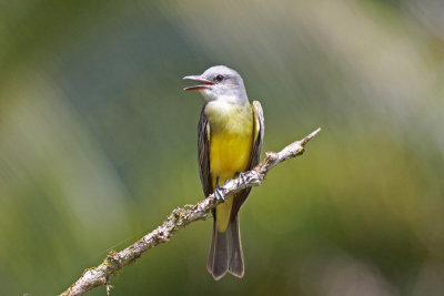 Tropical Kingbird