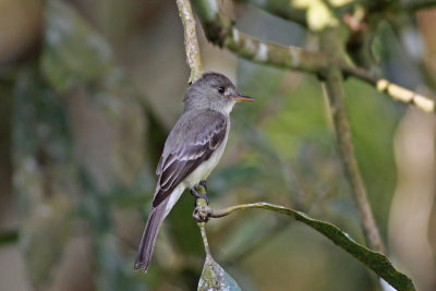 Tropical Pewee
