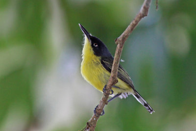 Common Tody-Flycatcher