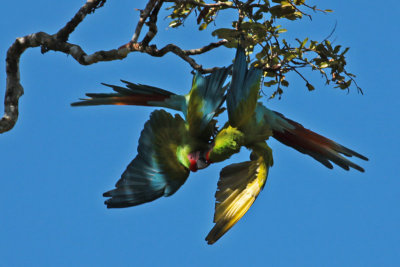 Great Green Macaws