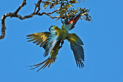 Great Green Macaw