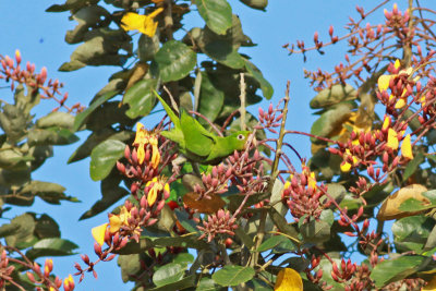 Crimson-fronted Parakeet