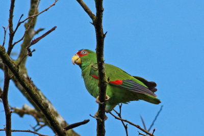 White-fronted Parrot