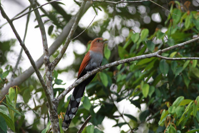 Squirrel Cuckoo