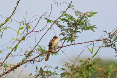 Striped Cuckoo