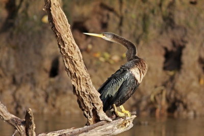 Cormorants, Anhingas, and Pelicans