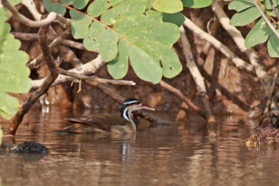 Sungrebe