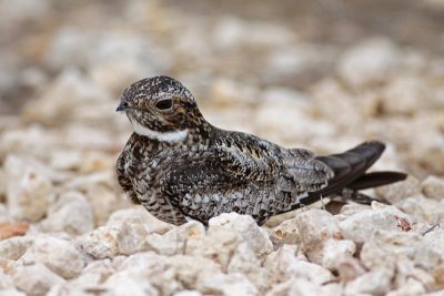Common Nighthawk