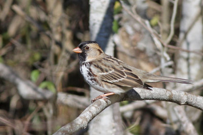 Harris's Sparrow