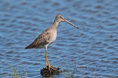 Long-billed Dowitcher