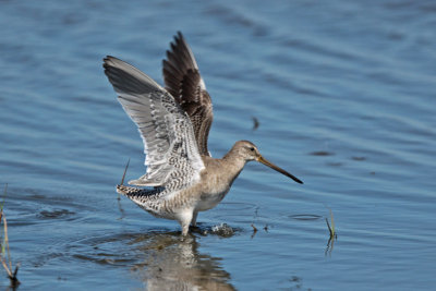 Long-billed Dowitcher