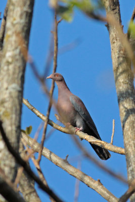 Red-billed Pigeon