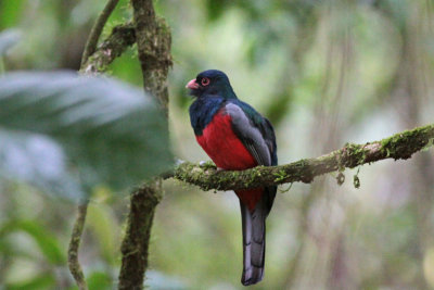 Slaty-tailed Trogon