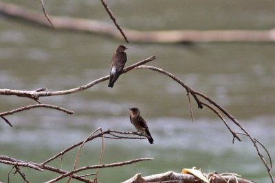 Southern Rough-winged Swallows