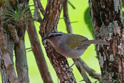 Black-striped Sparrow