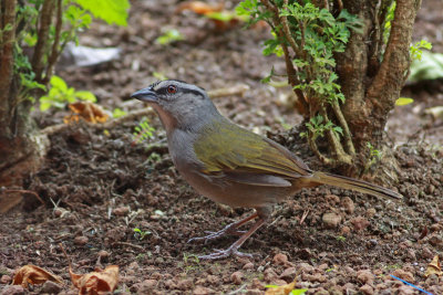 Black-striped Sparrow