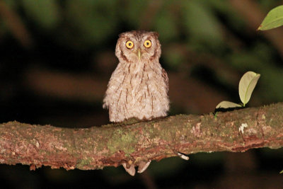 Pacific Screech Owl