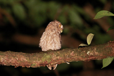 Pacific Screech Owl