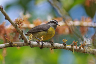 Bananaquit