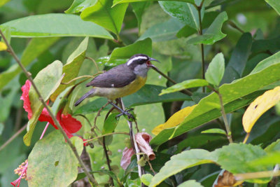 Bananaquit