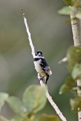 White-collared Seedeater