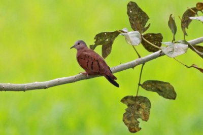 Ruddy Ground-Dove