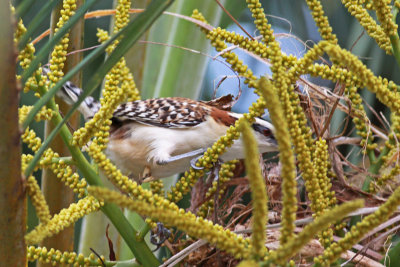 Rufous-naped Wren