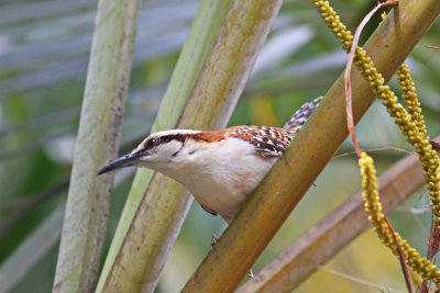 Rufous-naped Wren