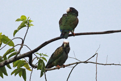 White-crowned Parrots
