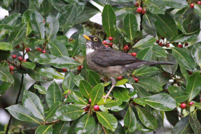 White-throated Thrush