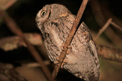 Eastern Screech-Owl