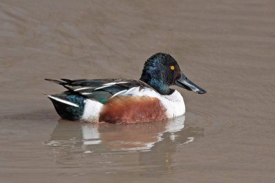 Northern Shoveler