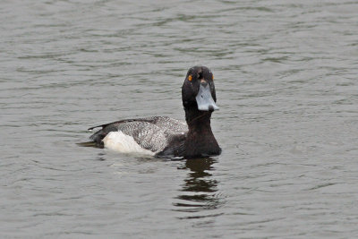 Lesser Scaup