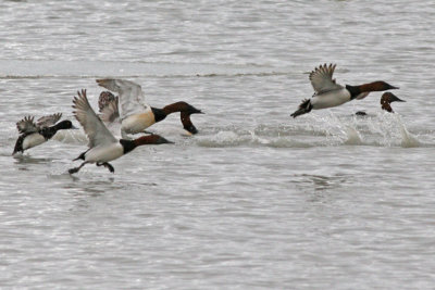 Canvasbacks