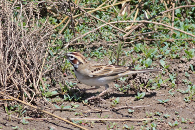 Lark Sparrow