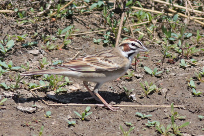 Lark Sparrow